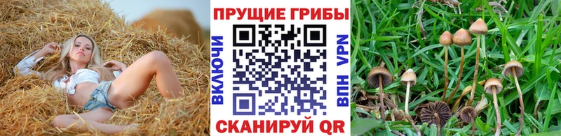 Купить где  Шенкурск  Псилоцибиновые грибы Psilocybe 